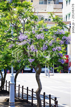 熱海の町とジャカランダ 熱海の町とジャカランダ 29146476