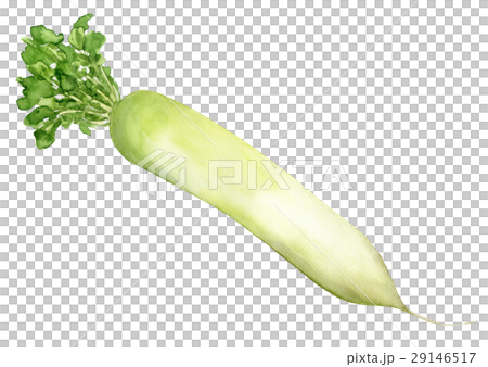 野菜イラスト　だいこん 29146517