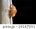 蝉の羽化 29147031
