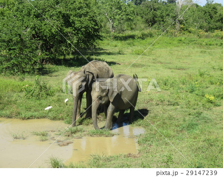 スリランカ　象 29147239