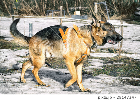 shepherd dog walking outdoor in winter 29147347