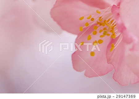 河津桜 29147369