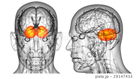 human brain cerebrum human brain cerebrum 29147433