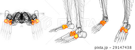 midfoot bone midfoot bone 29147438