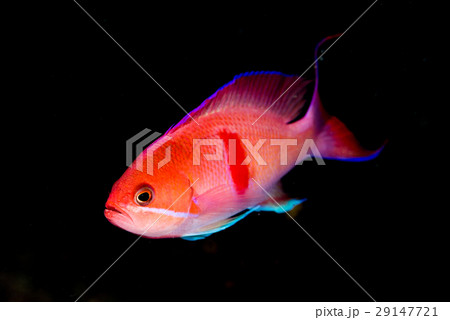 アカオビハナダイ 29147721