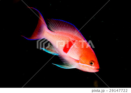 アカオビハナダイ アカオビハナダイ 29147722