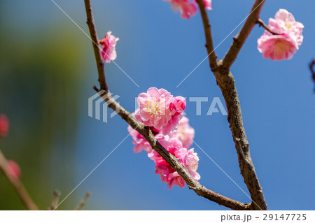 八重の紅梅 29147725