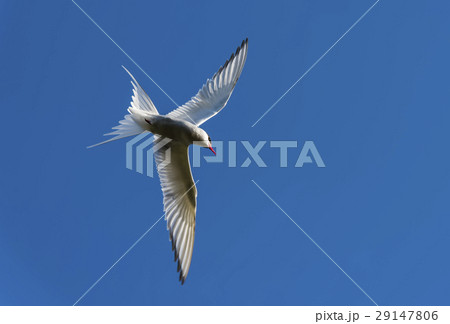 Arctic Tern Arctic Tern 29147806
