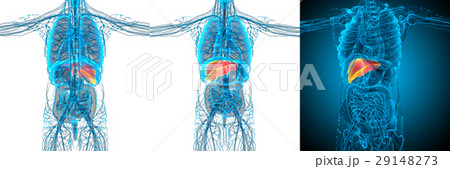 3d rendering medical illustration of the liver 29148273