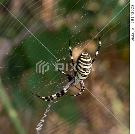 Spider on spiderweb in summer 29148628