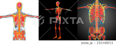 skeleton bone 29148653