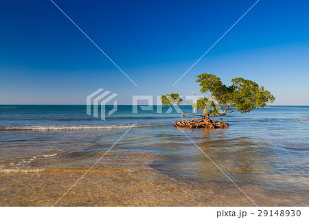 Mangroves at caribbean seashore 29148930