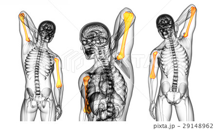 humerus bone 29148962