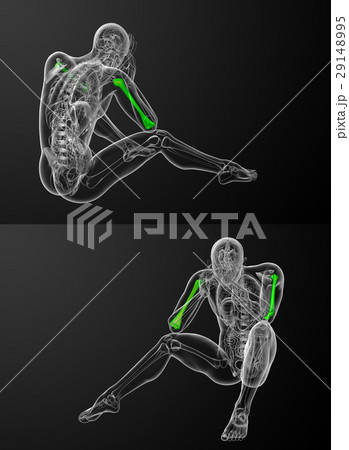 humerus bone 29148995