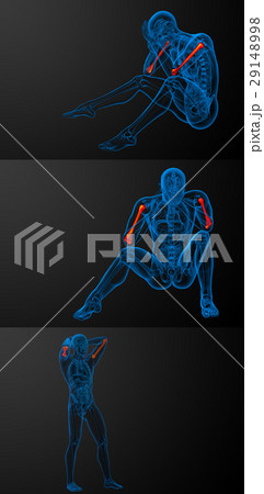 humerus bone 29148998