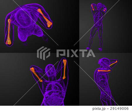 humerus bone 29149006
