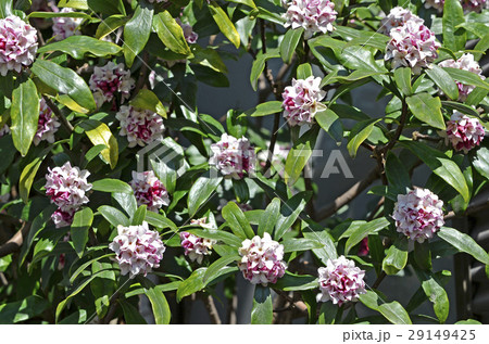 ジンチョウゲ（沈丁花） 29149425