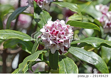 ジンチョウゲ（沈丁花） 29149429