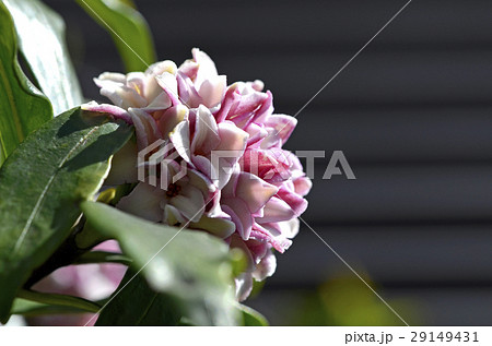 ジンチョウゲ（沈丁花） 29149431