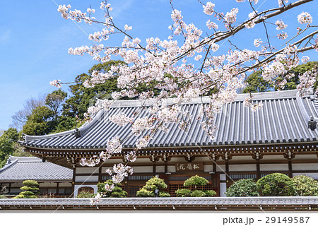 桜　円覚寺 29149587