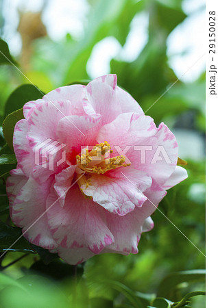 植物 工場 プランツ 29150028