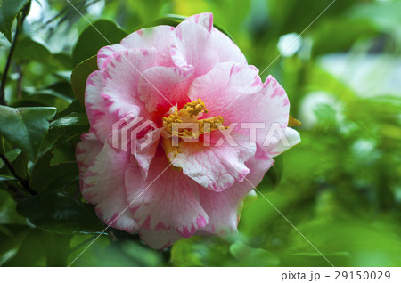 植物 工場 プランツ 29150029