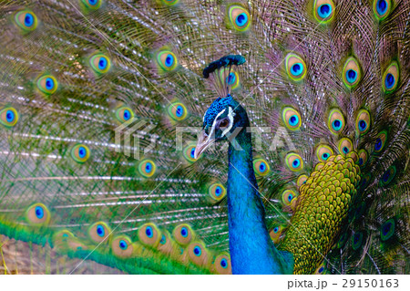 A beautiful male peacock with expanded feather 29150163