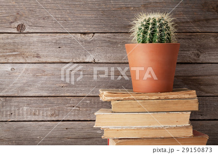 Cactus on old books Cactus on old books 29150873