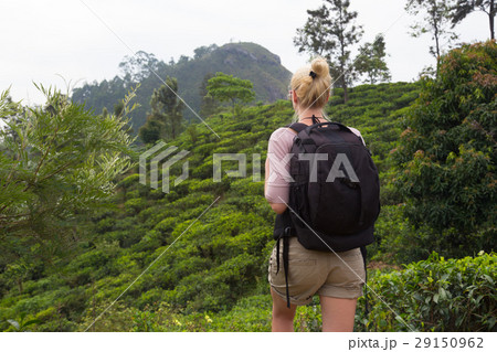 Female tourist enjoying beautiful nature of tea Female tourist enjoying beautiful nature of tea 29150962