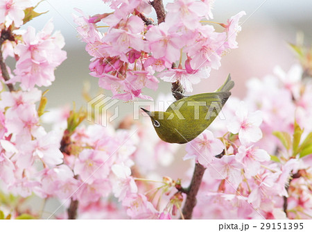 春景色 春景色 29151395