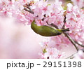 春景色 29151398