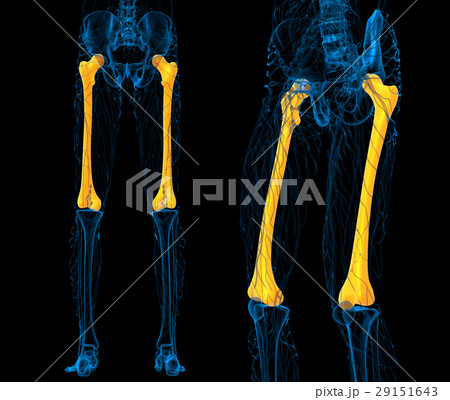 femur bone 29151643