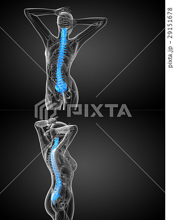 human spine 29151678