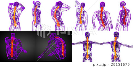 human spine 29151679
