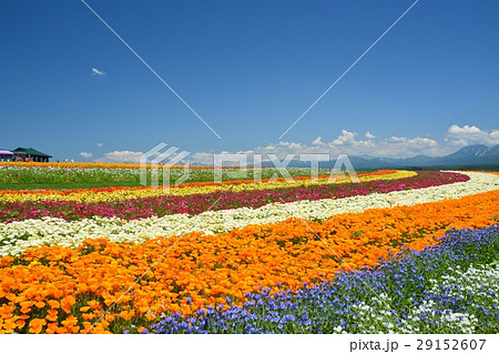 美瑛・富良野 29152607