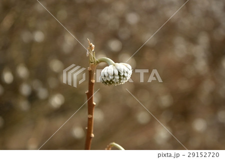 ミツマタ 29152720