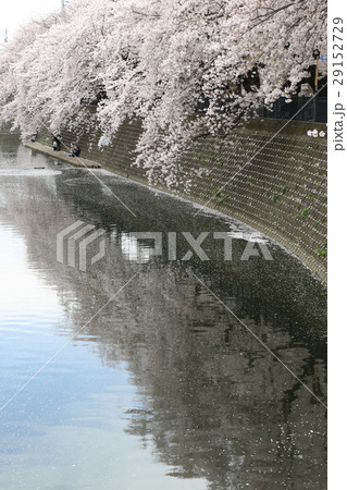 大岡川プロムナードの桜 ( 神奈川県 横浜市 南区 ) 29152729