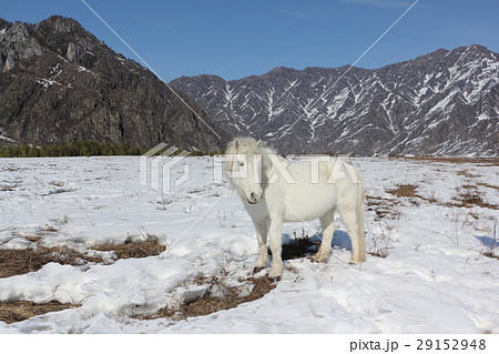 White wild horse is grazed on a snow glade White wild horse is grazed on a snow glade 29152948