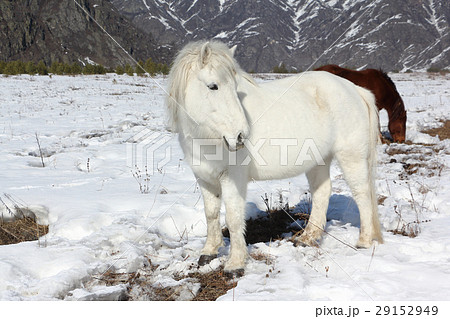 White wild horse is grazed on a snow glade White wild horse is grazed on a snow glade 29152949