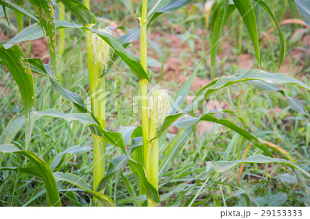 Sweet corn in the garden 29153333