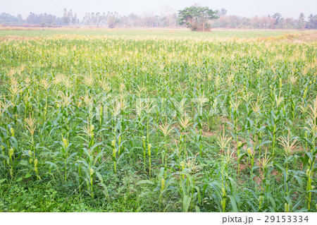 Sweet corn in the garden 29153334