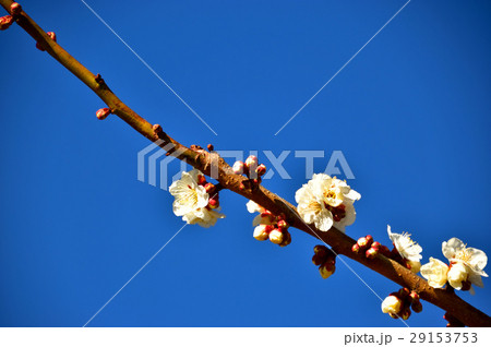 梅の花 梅の花 29153753