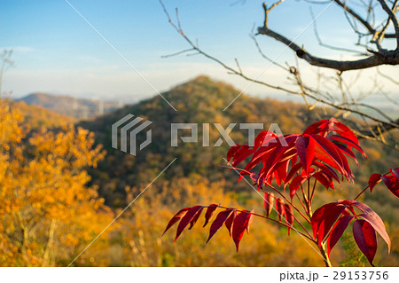 紅葉に染まる日本一低い、小野アルプスの縦走路！（兵庫県小野市） 29153756