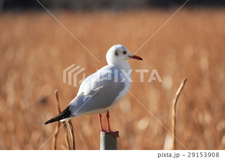 上野不忍池　野鳥ユリカモメ 29153908