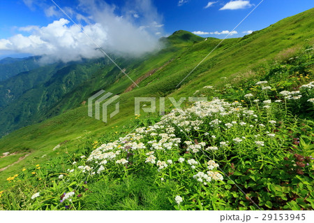 飯豊連峰・北股岳と高山植物 29153945