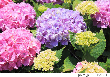 紫陽花 29154061