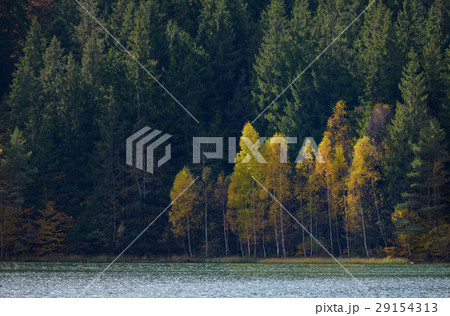 Autumn  with the yellow foliage 29154313