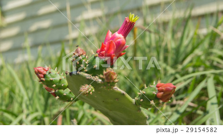 屋外 野外 アウトドア 29154582