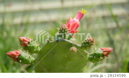 屋外 野外 アウトドア 29154590