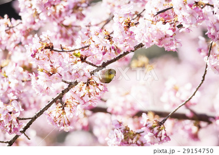 河津桜とメジロ 29154750